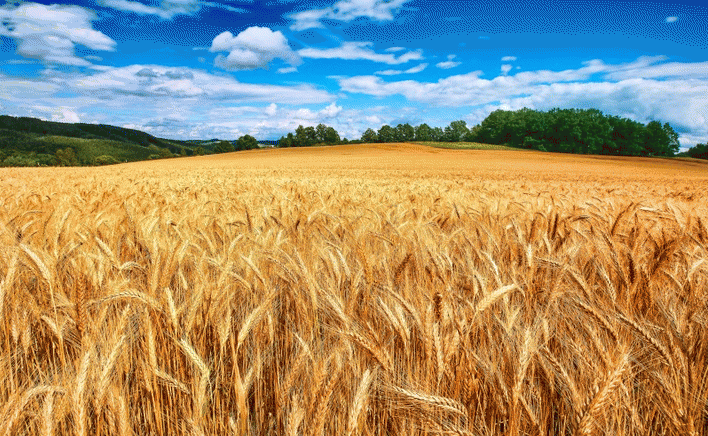 wheat-field