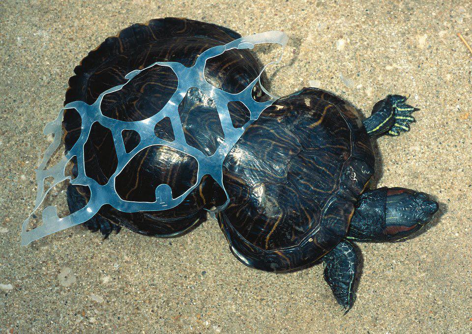 plasticturtle