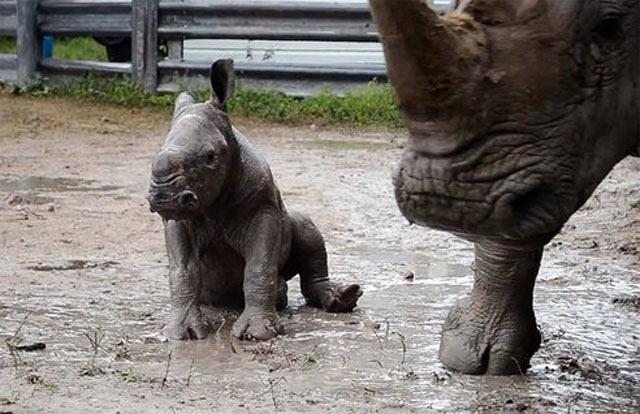 baby-Southern-White-Rhinoceros.jpg.492x0_q85_crop-smart