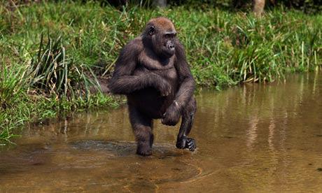Female western lowland gorilla