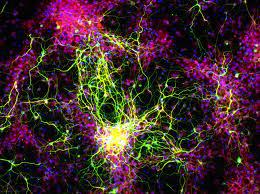 stemcells2